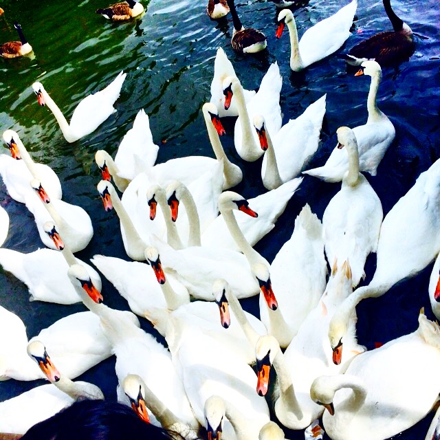 Swans at Stratford upon Avon